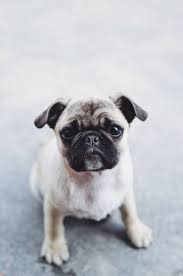 Petla Pug Puppies: A Delightful Addition to Any Family